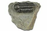 Detailed Austerops Trilobite - Ofaten, Morocco #372437-2